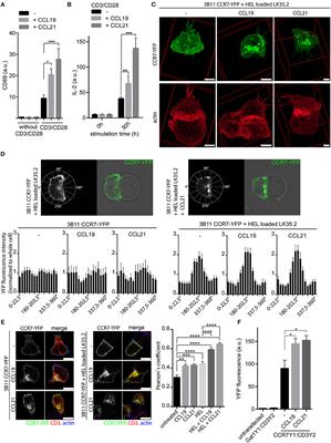 <mark class="highlighted">CCR7</mark> Is Recruited to the Immunological Synapse, Acts as Co-stimulatory Molecule and Drives LFA-1 Clustering for Efficient T Cell Adhesion Through ZAP70